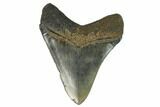 Serrated, Fossil Megalodon Tooth #124197-1